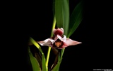 Красивый и элегантный орхидея обои #2