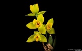 Hermosa y elegante fondo de pantalla de orquídeas #3