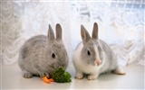 Cute little bunny Tapete #3