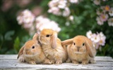 Cute little bunny wallpaper #14405