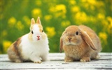 Cute little bunny Tapete #14406