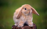 귀여운 토끼의 벽지 #13