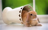 Cute little bunny Tapete #15