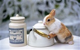 Cute little bunny Tapete #21