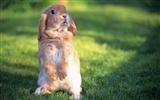 可愛的小兔子壁紙專輯 #22