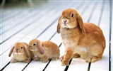 Cute little bunny Tapete #23