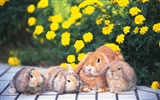 Cute little bunny Tapete #24