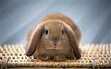Cute little bunny Tapete #28