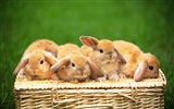Cute little bunny Tapete #32