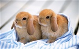 Cute little bunny Tapete #35