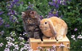 Cute little bunny Tapete #39