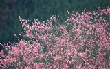 Spring Nature wallpapers #6