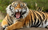 Tiger Foto Wallpaper
