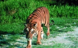 Tiger Фото обои #5
