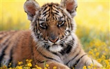 Tiger Фото обои #15034