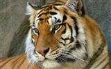 Tiger Фото обои #15035