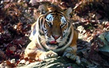 Tiger Foto Wallpaper #13
