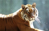 Tiger Foto Wallpaper #14
