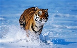 Tiger Foto Wallpaper #15