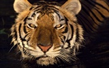 Tiger Foto Wallpaper #16