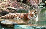 Tiger Foto Wallpaper #18