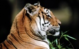 Tiger Foto Wallpaper #20