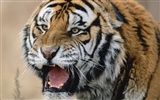 Tiger Foto Wallpaper #25