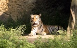 Tiger Foto Wallpaper #26