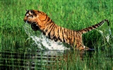 Tiger Foto Wallpaper #27