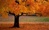 Осенние пейзажи красивые обои #2