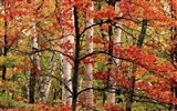 Осенние пейзажи красивые обои #3