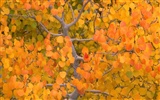 Fond d'écran magnifiques paysages d'automne #5