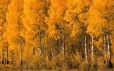 秋の風景の美しい壁紙 #9