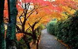 Осенние пейзажи красивые обои #14