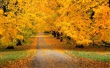 Podzimní krajina krásná tapeta #16