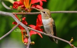 hummingbirds Foto Wallpaper