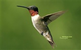 hummingbirds Foto Wallpaper #2