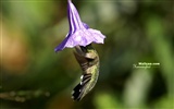 hummingbirds Foto Wallpaper #3