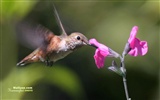 hummingbirds Foto Wallpaper #4