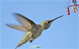 hummingbirds Foto Wallpaper #6