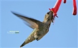 Hummingbirds Фото обои #8