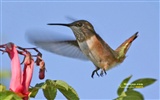 hummingbirds Foto Wallpaper #9