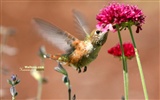 Kolibris Photo Wallpaper #10