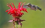Kolibris Photo Wallpaper #12