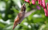 Kolibris Photo Wallpaper #13