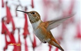 Kolibris Photo Wallpaper #17