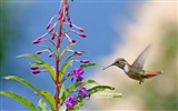 Kolibris Photo Wallpaper #19