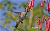 Kolibris Photo Wallpaper #25