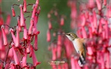 Kolibris Photo Wallpaper #27
