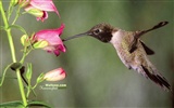 Kolibris Photo Wallpaper #29